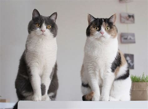 For many of us, japan holds a mystical sense of allure and interest. kitty cat love funny cute japanese cats fun heart sweet ...