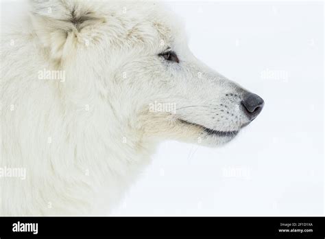Artic Wolf In The Snow Stock Photo Alamy