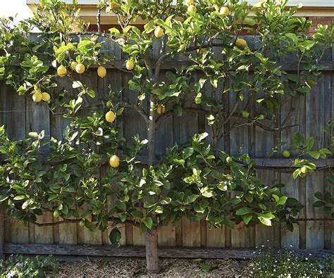 An Espaliered ‘eureka Lemon Tree Is An Efficient Use Of Space Along