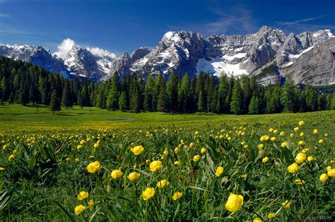 Misurina Wildflowers Dolomites Italy Mountain Photography By Jack