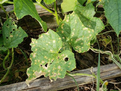 How To Identify And Treat Common Cucumber Diseases Dengarden