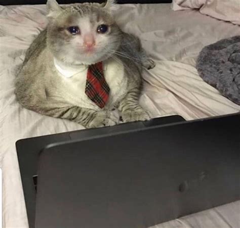 Sad Office Cat Catswithjobs