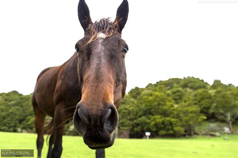 New Zealand's Friendliest Horse – KirkSylvester.com