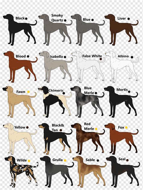 What Dog Breeds Are In The Sporting Group