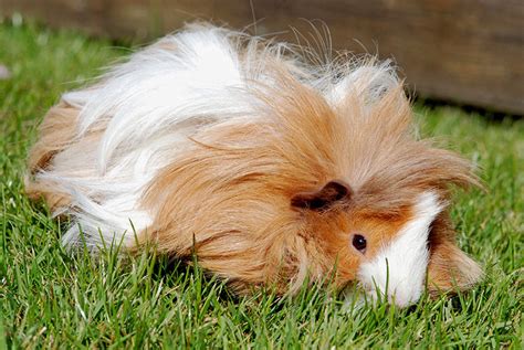 Most mammals have three different types of hairs, including guard hairs. How To Groom Guinea Pigs With Long Hair | Guinea Pig ...
