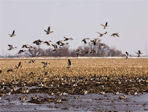 Duck Migration Patterns