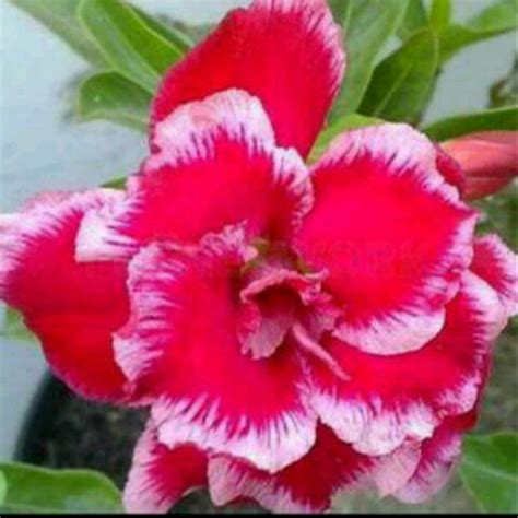 Cari tahu cara menanam bunga kamboja di laman yang satu ini! Gambar Bunga Kamboja Jepang | Pickini