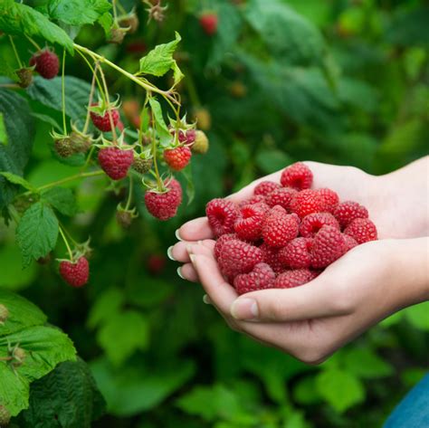 In dieser anleitung erklären wir schritt für schritt, wie sie die pflanzen selbst im garten ziehen können. 35 HQ Pictures Himbeeren Wann Pflanzen / Pflanzabstand Bei ...