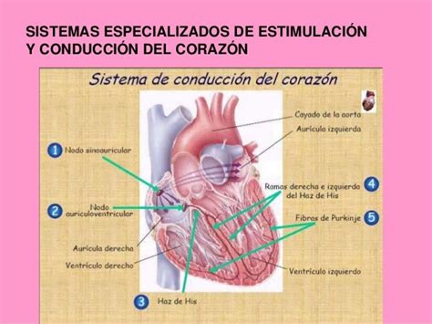 Generalidades Electrocardiograma
