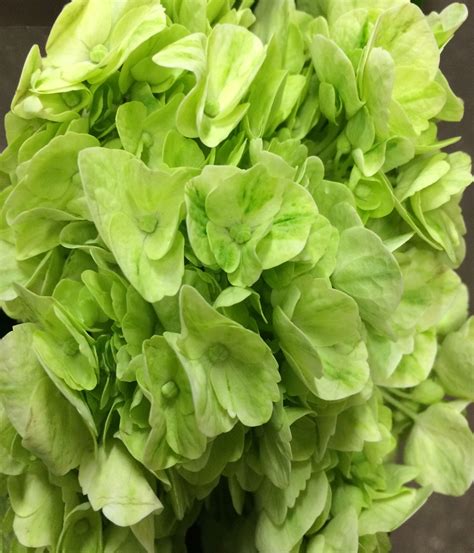 Maybe you would like to learn more about one of these? Lime Green "Mojito" Hydrangea | Summer flowers, Florist ...