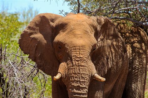 Elefante Animal Mamífero Foto Gratis En Pixabay Pixabay