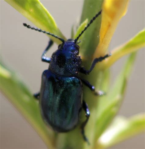 cobalt milkweed beetle chrysochus cobaltinus milkweed beetle close up filter