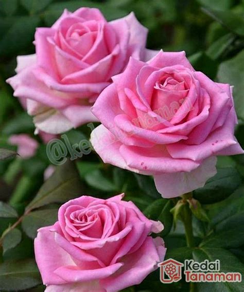 Jual Roses Bunga Mawar Pink Di Lapak Kedaitanaman Bukalapak