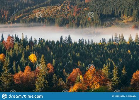 Mountain Autumn Forest And Foggy Landscape Stock Photo Image Of