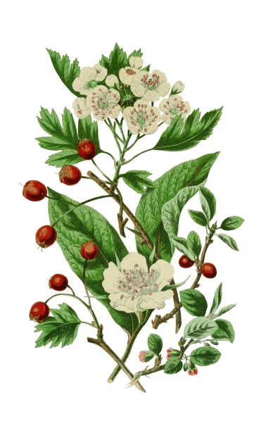 Ботанические Картинки Цветов Telegraph