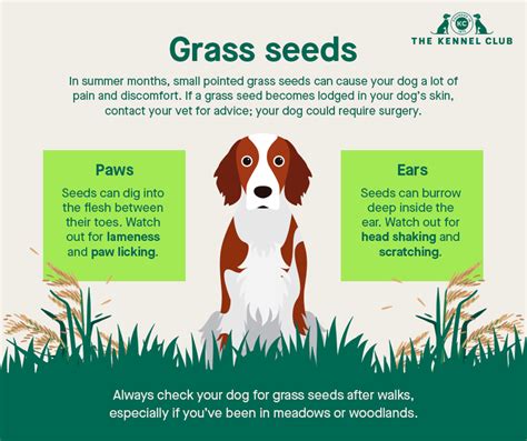 Grass Seeds Dog Health The Kennel Club