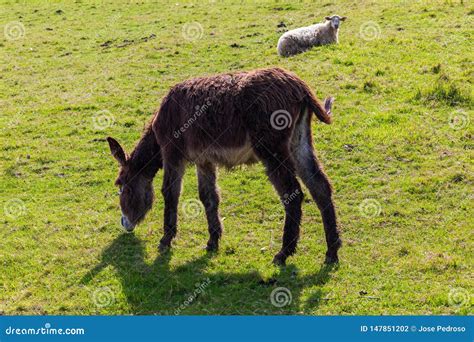 Beautiful Donkey And Sheep Grazing Stock Photo Image Of Donkeys Blue