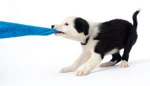 Puppy play can look aggressive. The Right Approach To Stop Border Collie Puppy Biting