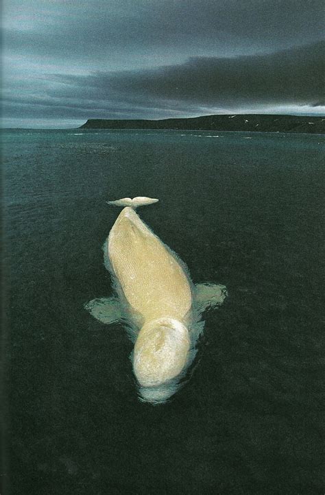 Vintagenatgeographicfemale Beluga Whale In Cunningham Inlet Canada