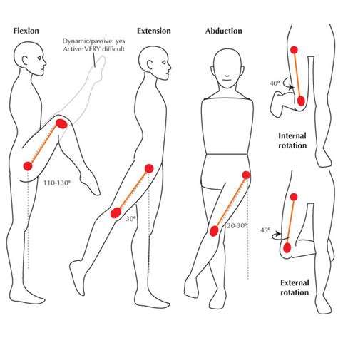 Common causes of tight hip and lower back muscles include injury, too little activity, too much activity and muscular imbalances. The Knee-Hip Connection: Muscles and movement