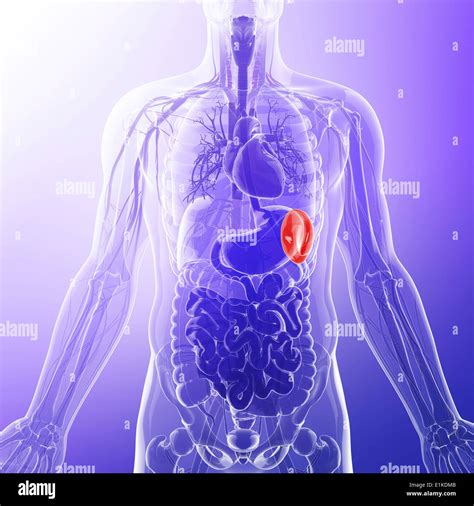 Human Spleen Computer Artwork Stock Photo Alamy