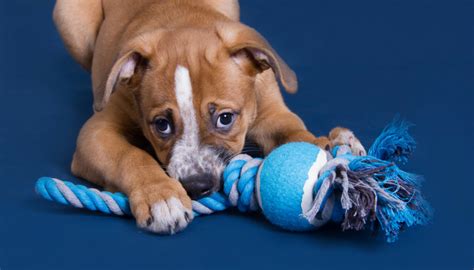 Diy toys for your pets this time we prepared the cutest hacks possible because it's all about our favorite pets! 10 Easy to Make DIY Dog Toys - Puppy Leaks