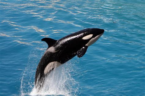 Why Are Orcas Called Killer Whales Heres The Surprising