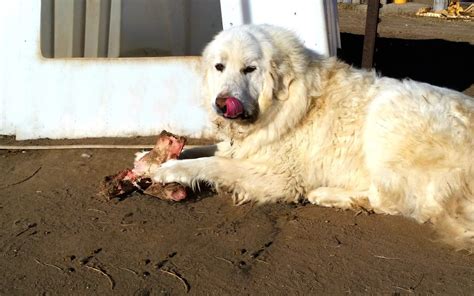 Great Pyrenees Dog House Plans