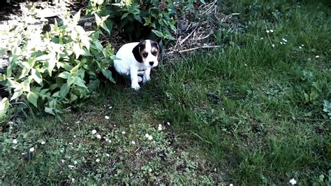 Beagle Puppy 8 Weeks Old Youtube