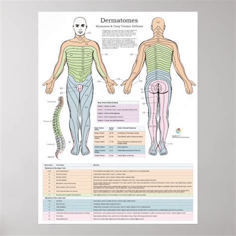 Dermatomes Myotomes E Poster De Dtr Zazzle Portugal Porn Sex Picture