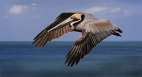 Brown Pelican Facts Anatomy Diet Habitat Behavior