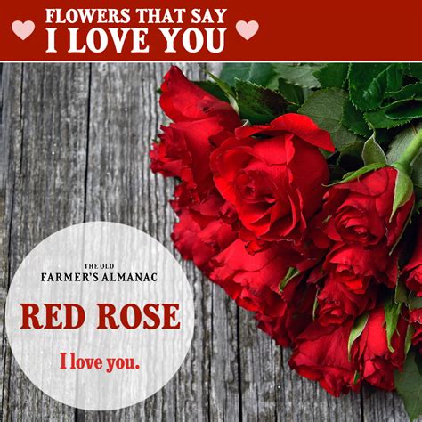 Flowers that symbolize secret love. Flower Meanings: The Language of Flowers | Flower meanings ...