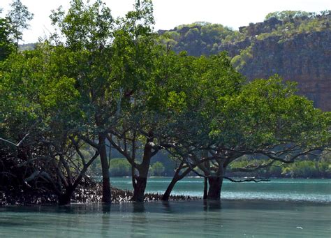 Mangroves Forests Of The Intertidal Zone Coral Expeditions