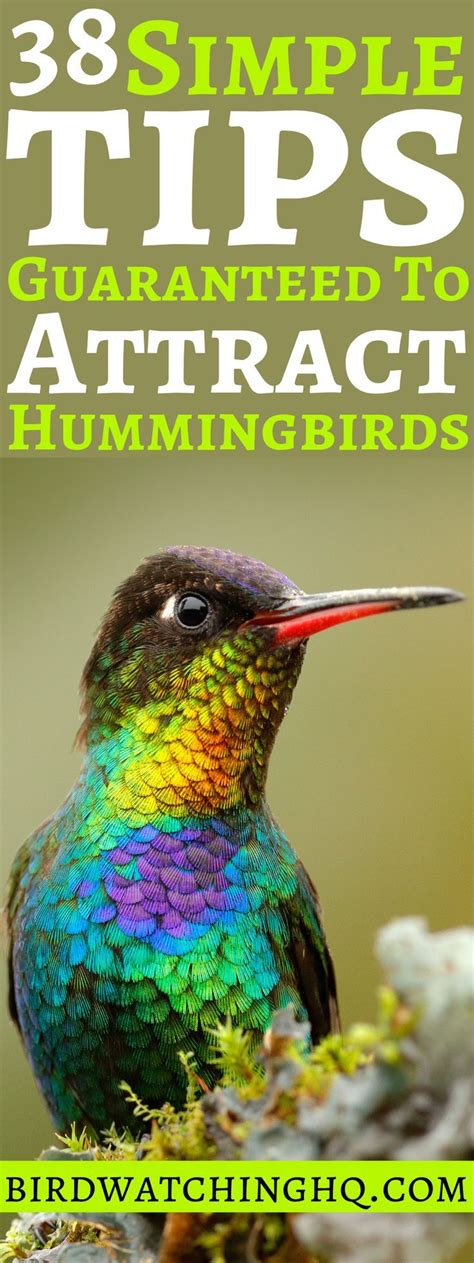 25 Proven Tips For Attracting Hummingbirds 2022 Guide How To