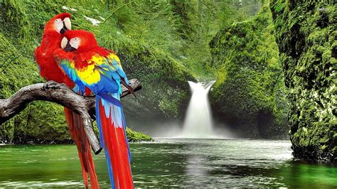 1920x1080px Free Download Hd Wallpaper Parrots Waterfall Jungle