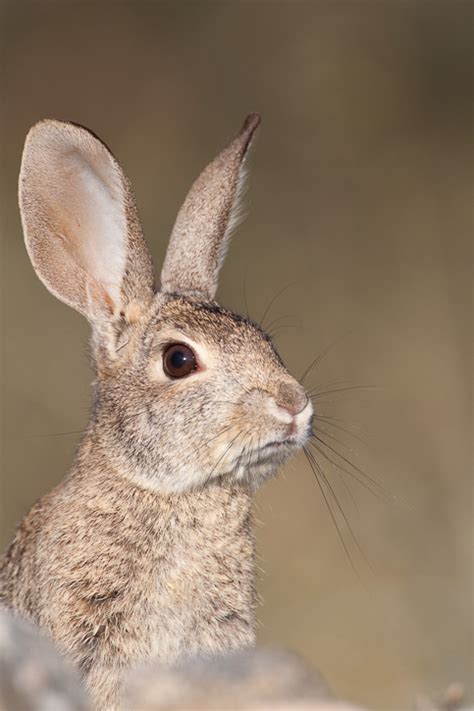 Desert Cottontail (Sylvilagus audubonii)