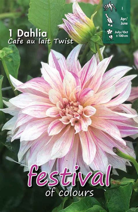 Dahlia Café Au Lait Twist Large Flowered