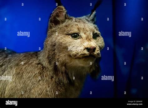 A Taxidermied Canada Lynx Lynx Canadensis Item Seen In The Royal