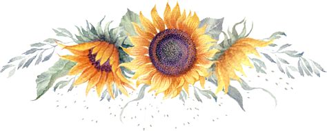 Download Sunflower Watercolor Hand Painted Transparent Free