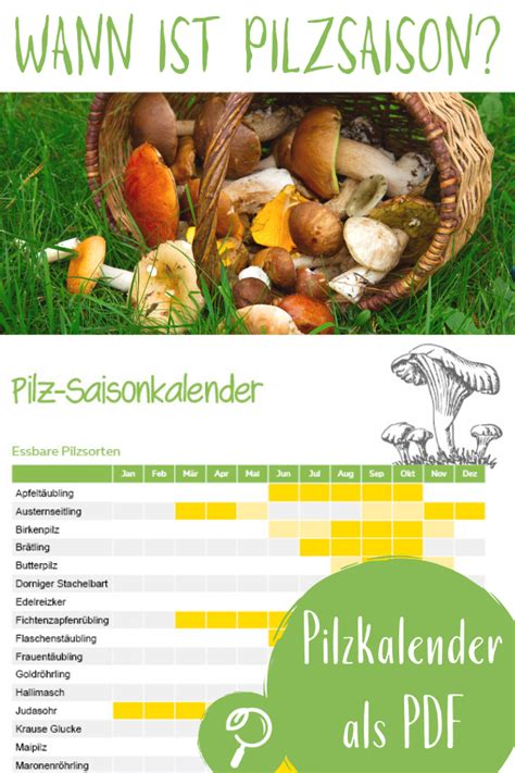 Was sie über das pilzesammeln wissen müssen. Pilze sammeln - Infos zur Pilzsaison | Pilze sammeln ...
