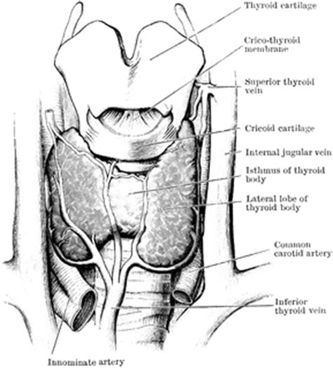Thyroid Body | ClipArt ETC