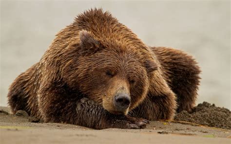 Osos Oso Pardo Húmedo Animalia Brown Bear Animals Bear