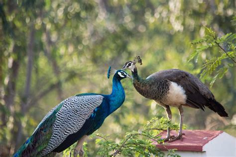 Male Vs Female Peacocks How To Tell The Difference With Pictures