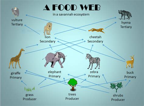Food Web And Food Chain Comparison Teacha