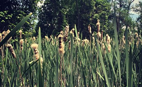 Foraging For Cattails Survival Food Surviving In The Wild Edible