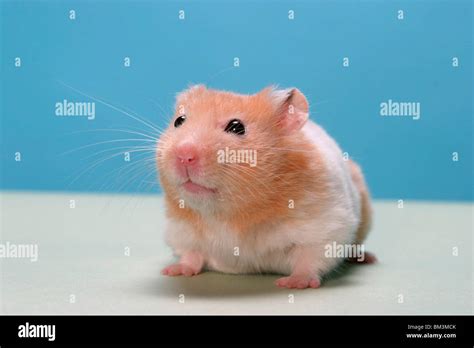 Goldener Hamster Hi Res Stock Photography And Images Alamy