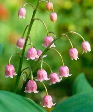 With its botanical name that means belonging to may, the bloom can be the perfect may bouquet for a may baby. Pin on Pink Lily of The Valley