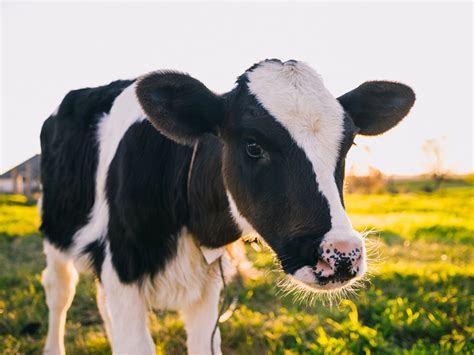 The Cattle Battle Bovine Respiratory Disease