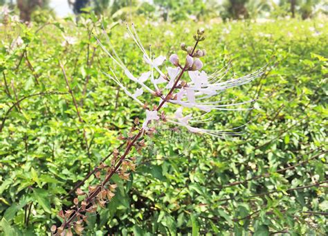 Di india, terdapat amalan dalam perkahwinan tradisional mereka bahawa. Khasiat Misai Kucing Yang Ramai Tak Tahu - Sunah Suka Sakura