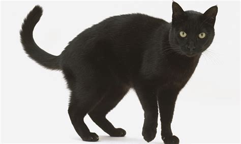20 Adorable And Cute Black Cats